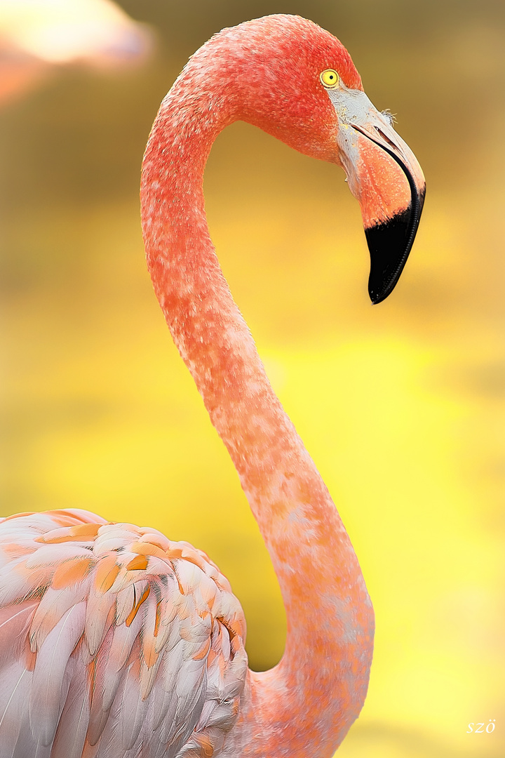 Phoenicopterus Roseus