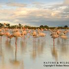 Phoenicopterus roseus – Saintes Maries de la Mer (France)