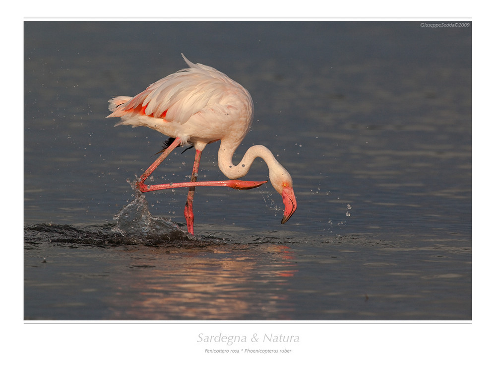 .. Phoenicopterus ruber ..