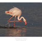 .. Phoenicopterus ruber ..