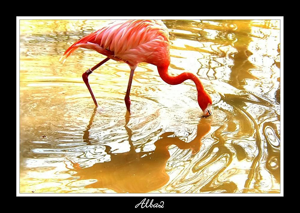 Phoenicopterus ruber