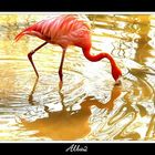 Phoenicopterus ruber