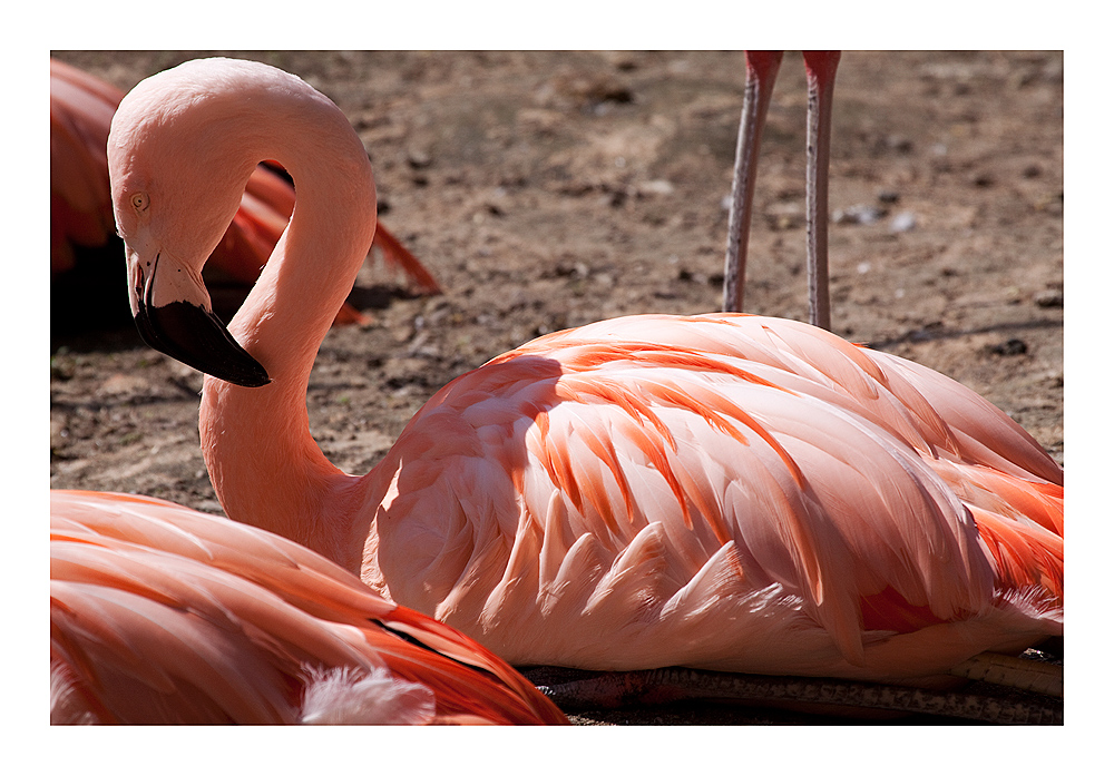 Phoenicopterus ruber