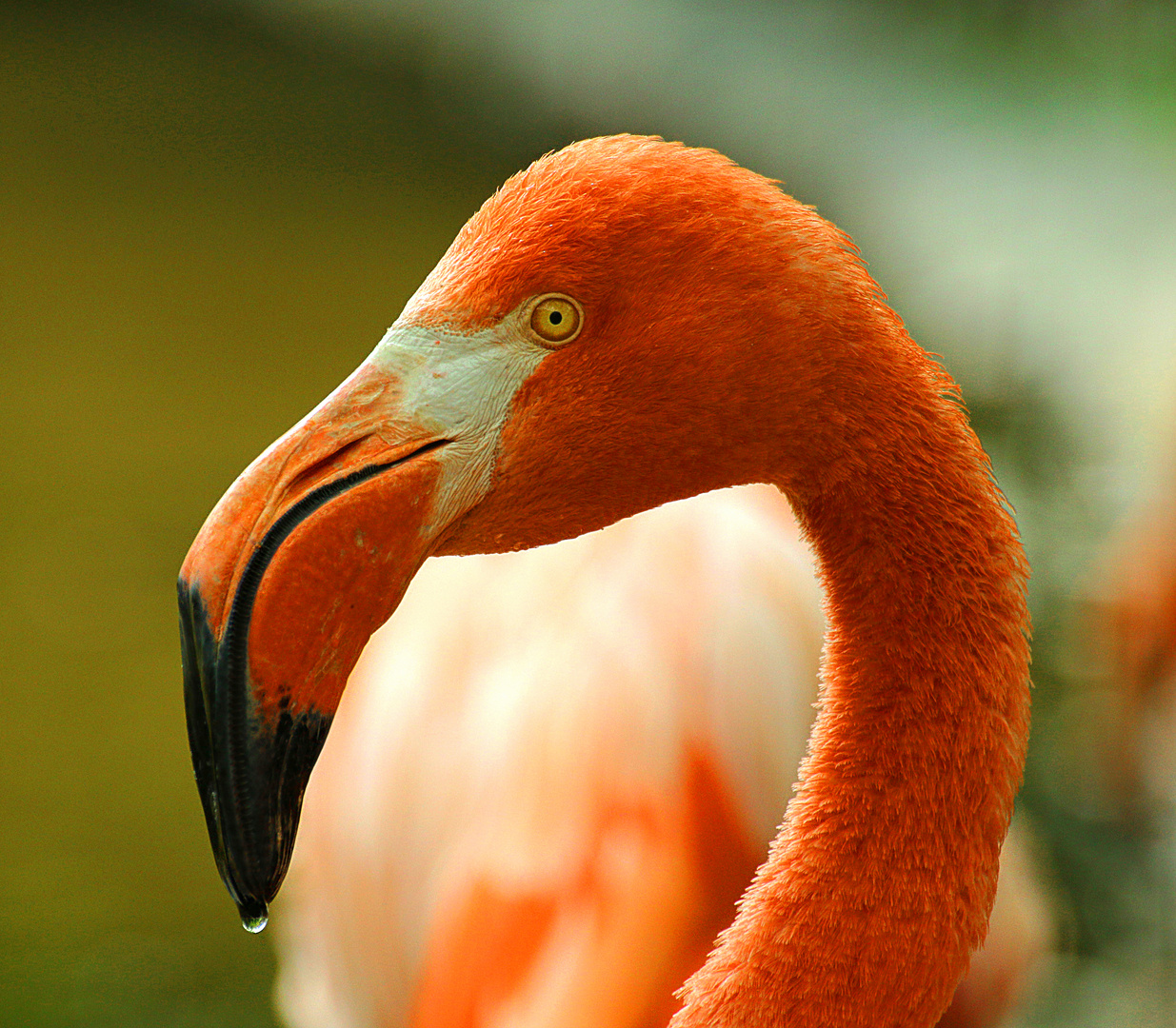 Phoenicopterus ruber