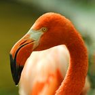 Phoenicopterus ruber