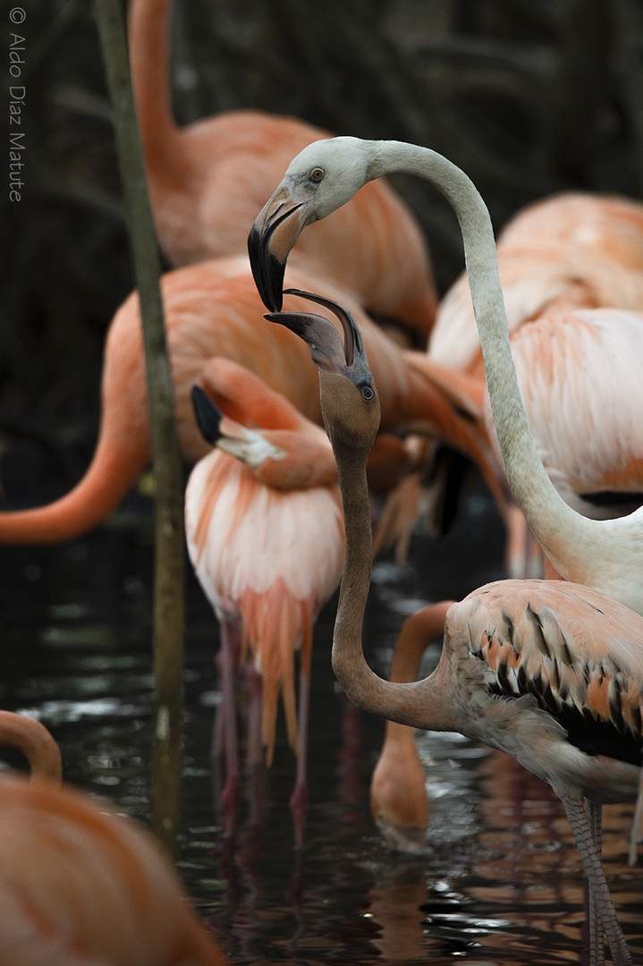 Phoenicopterus ruber