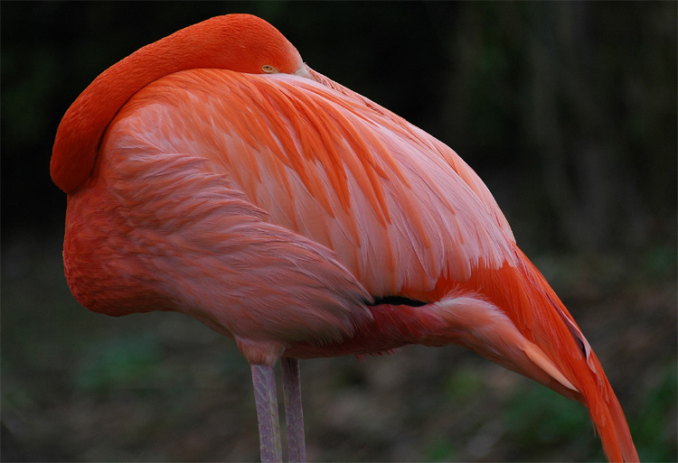 Phoenicopterus ruber