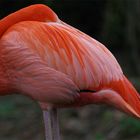 Phoenicopterus ruber