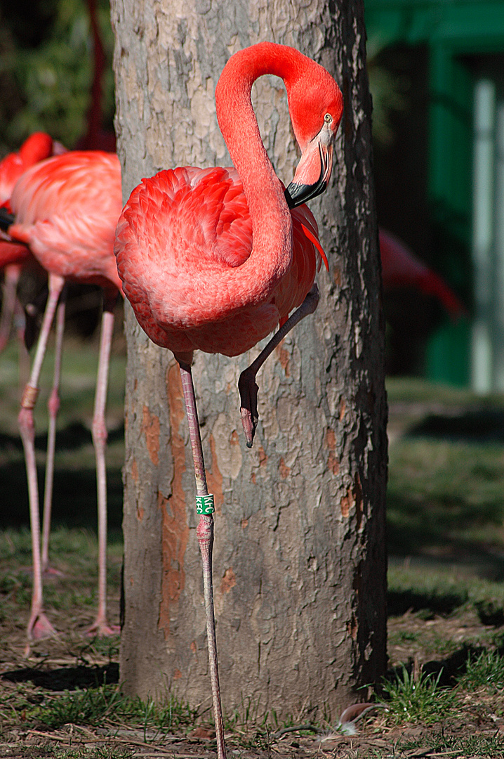 Phoenicopterus ruber // Kentucky Fried Chicken