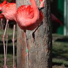 Phoenicopterus ruber // Kentucky Fried Chicken