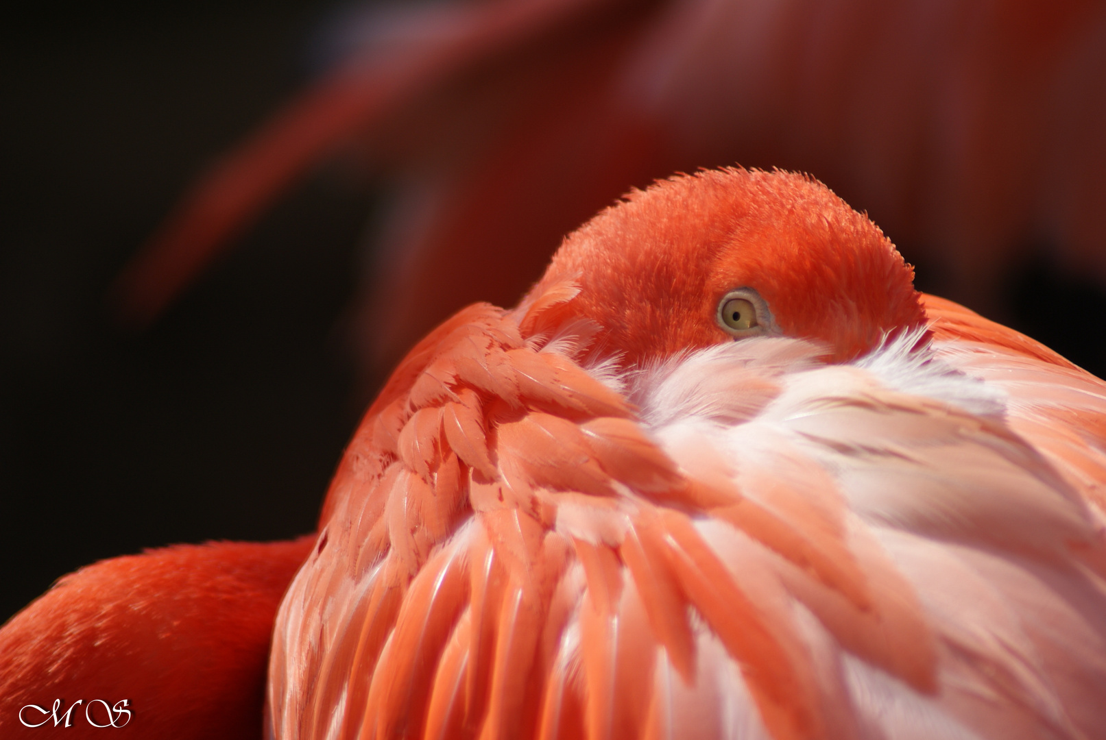 Phoenicopterus ruber ruber