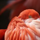 Phoenicopterus ruber ruber