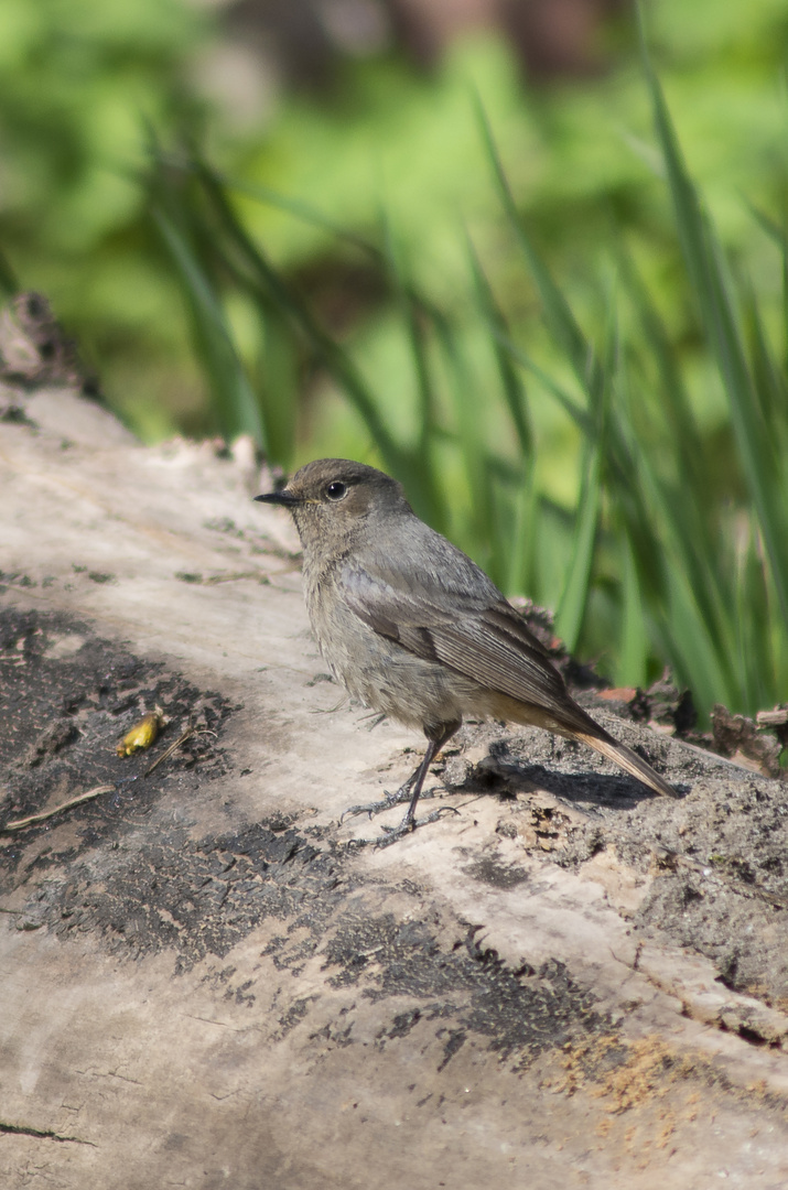 Phoenicurus ochruros