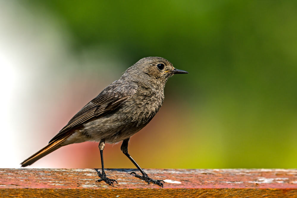 Phoenicurus ochruros