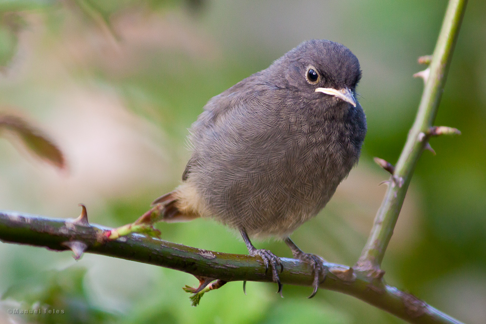 Phoenicurus ochruros (young)