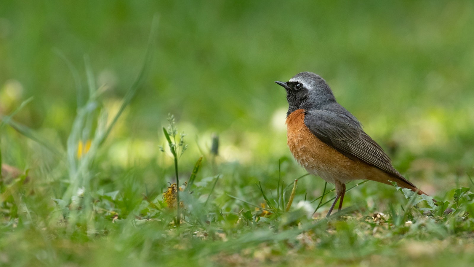 Phoenicurus phoenicurus - Gartenrotschwanz - m - 