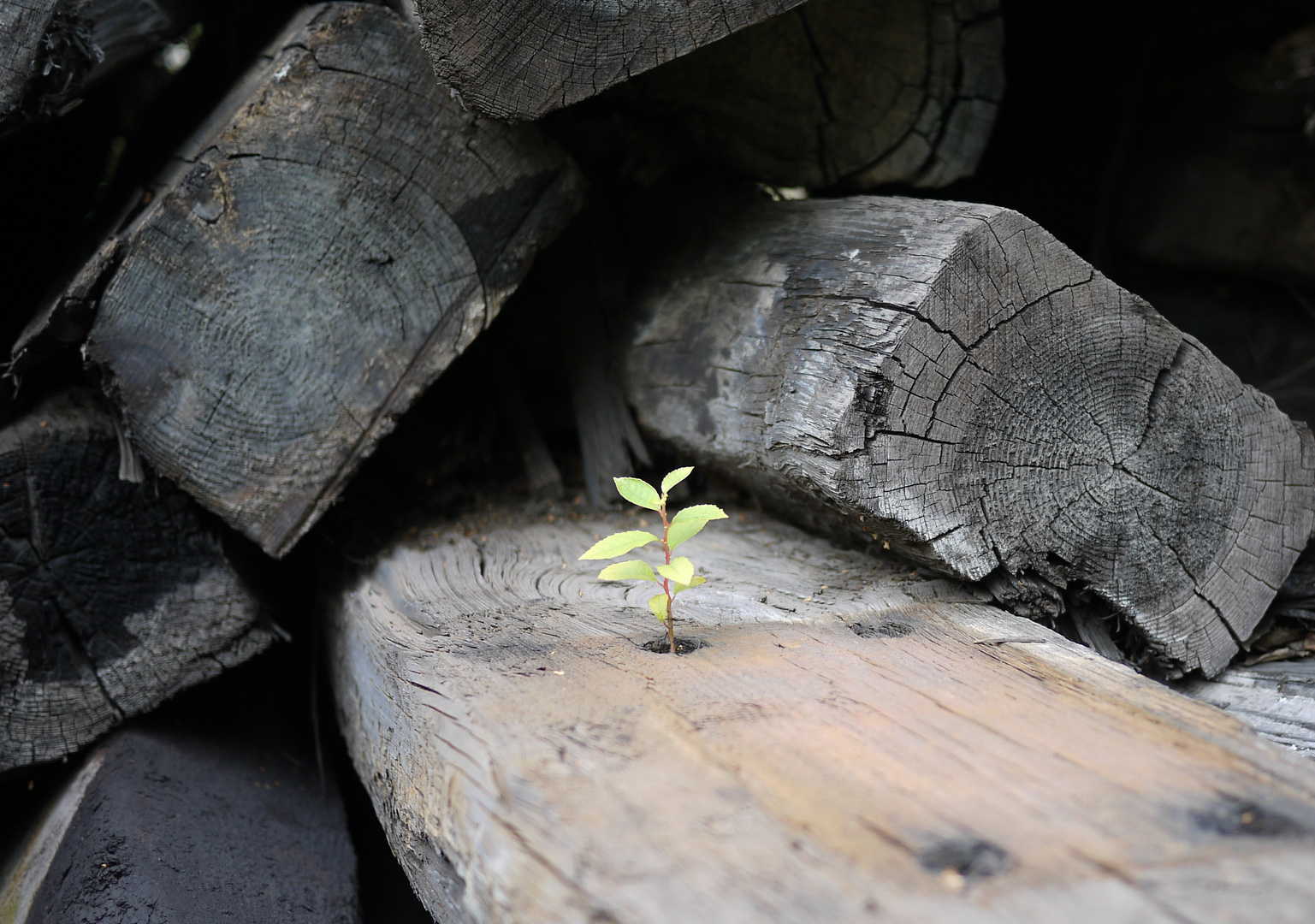 Phönix aus dem Holz