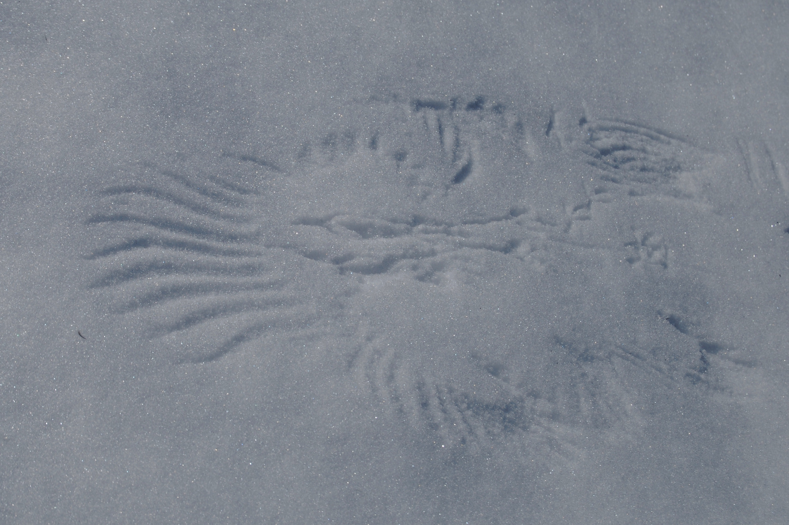 Phönix aus dem Schnee