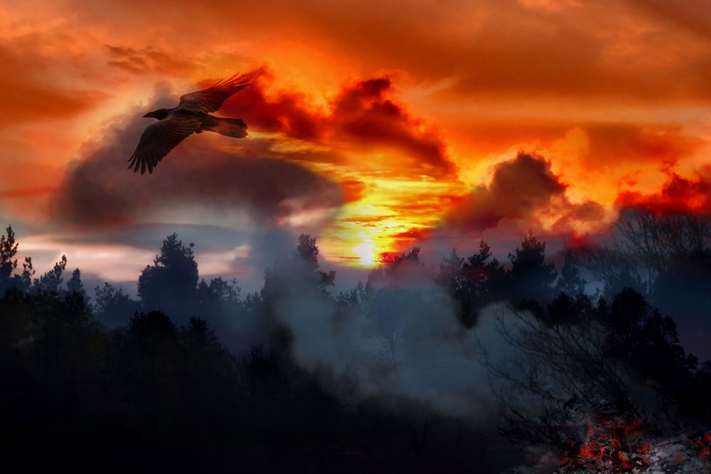 Phönix aus der Asche Foto & Bild fotos, spezial, natur Bilder auf