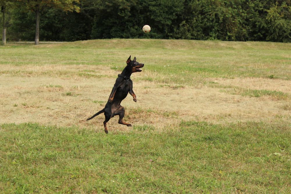 Phönix beim Ball Spielen