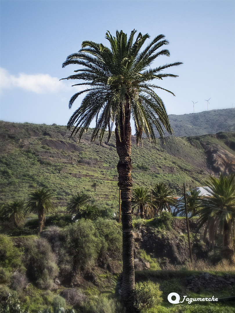 Phoenix canariensis