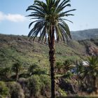 Phoenix canariensis