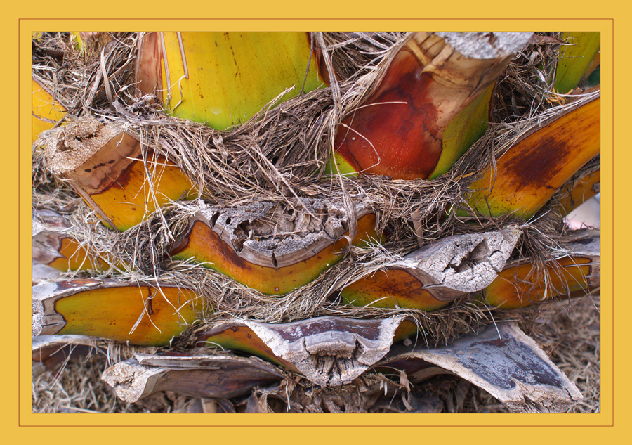 Phoenix canariensis, gestutzt