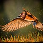 Phönix - Feuervogel