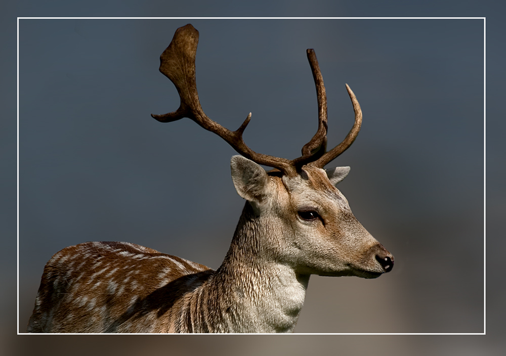 Phoenix Park Deer, Dublin