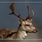 Phoenix Park Deer, Dublin