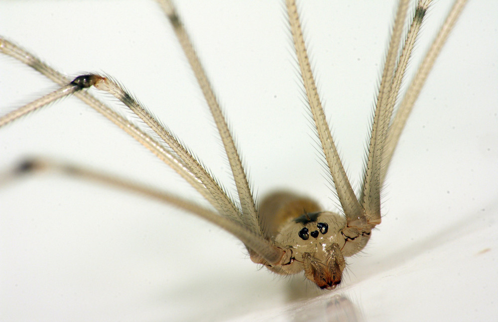 Pholcidae auf dem Waschbecken