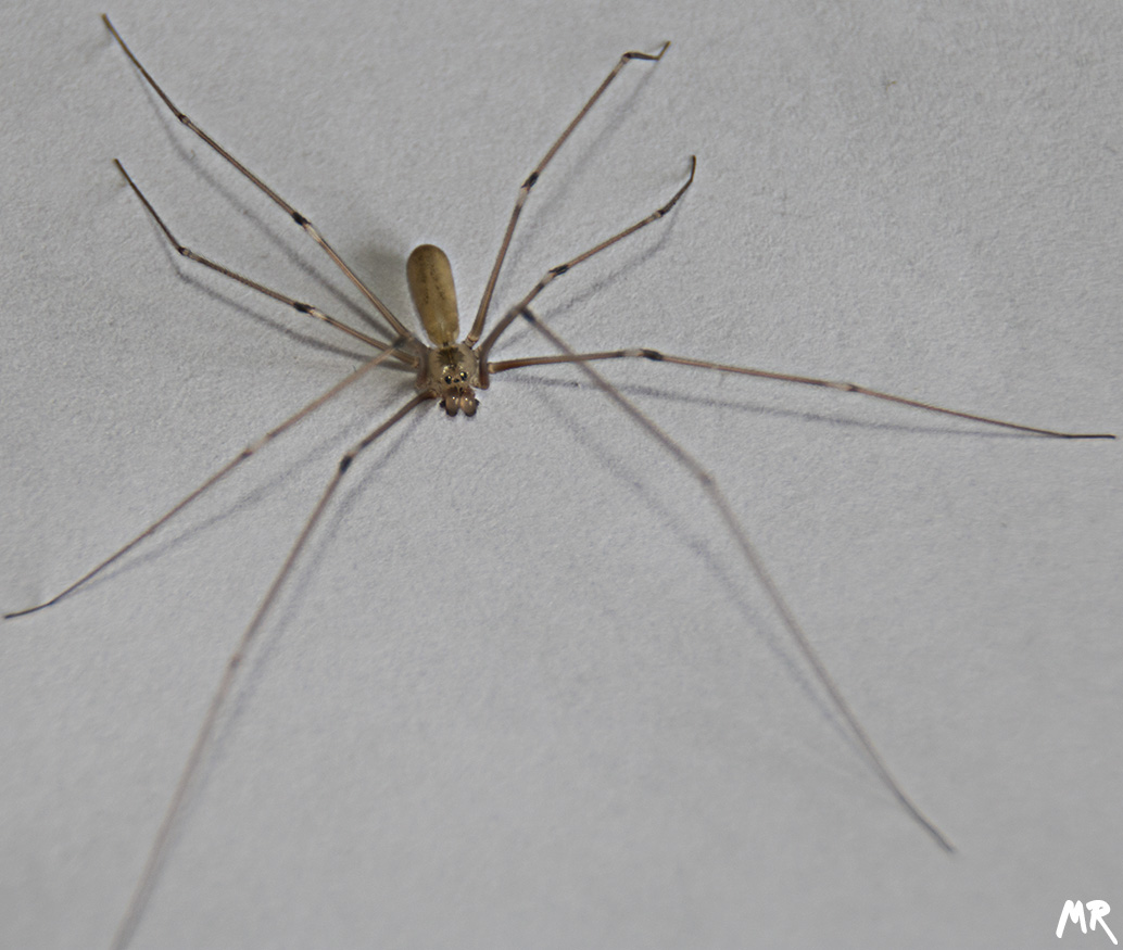 Pholcus phalangioides