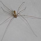 Pholcus phalangioides