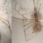 Pholcus phalangioides