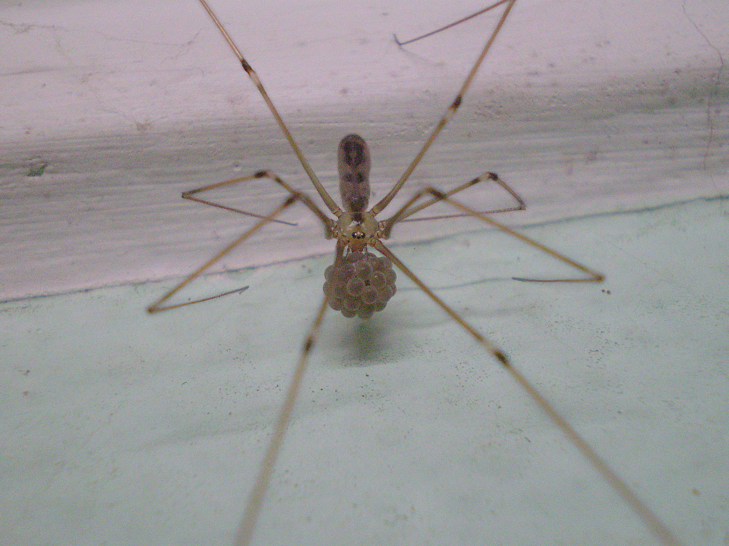 Pholcus phalangioides