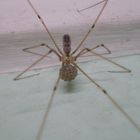 Pholcus phalangioides