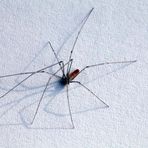 Pholcus phalangioides