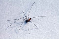 Pholcus phalangioides