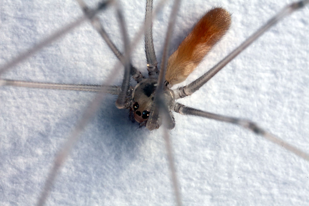 Pholcus phalangioides