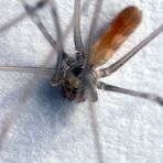 Pholcus phalangioides