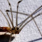 Pholcus phalangioides