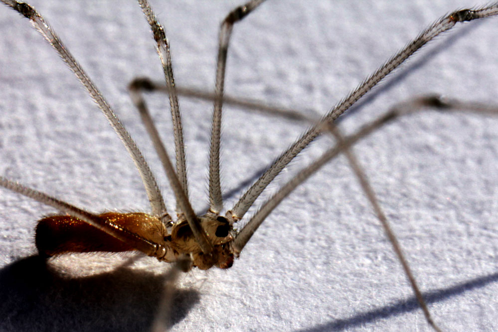 Pholcus phalangioides