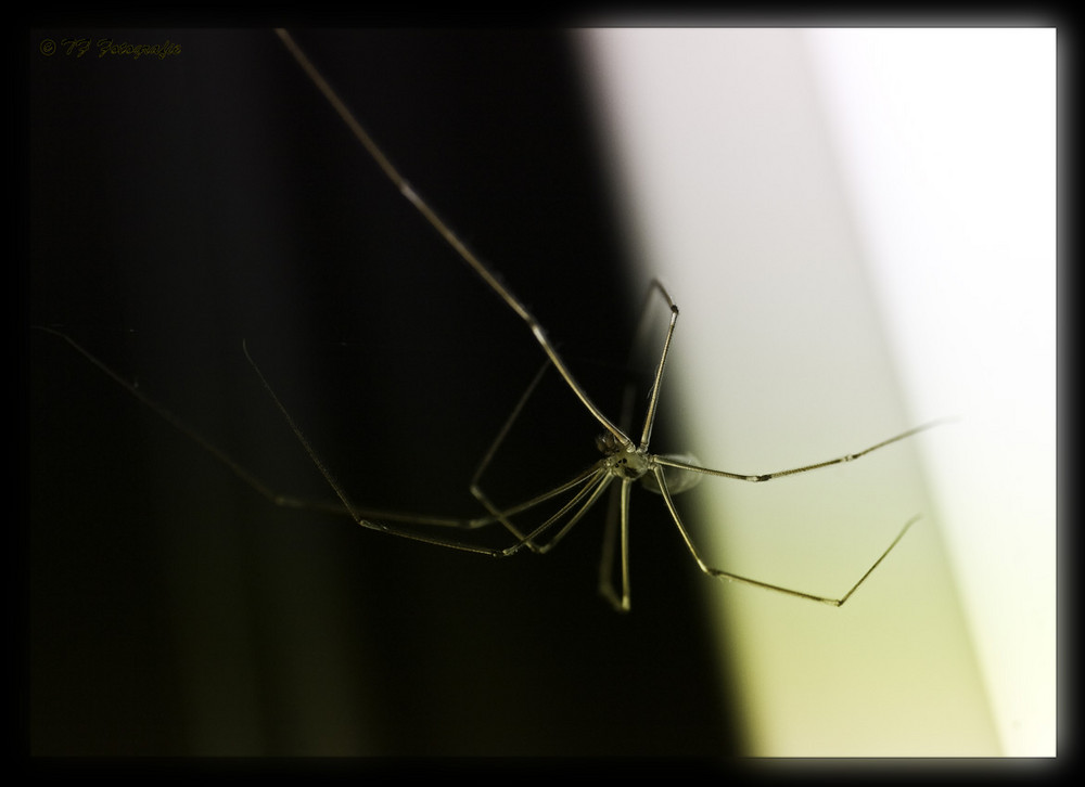 Pholcus phalangioides