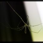 Pholcus phalangioides