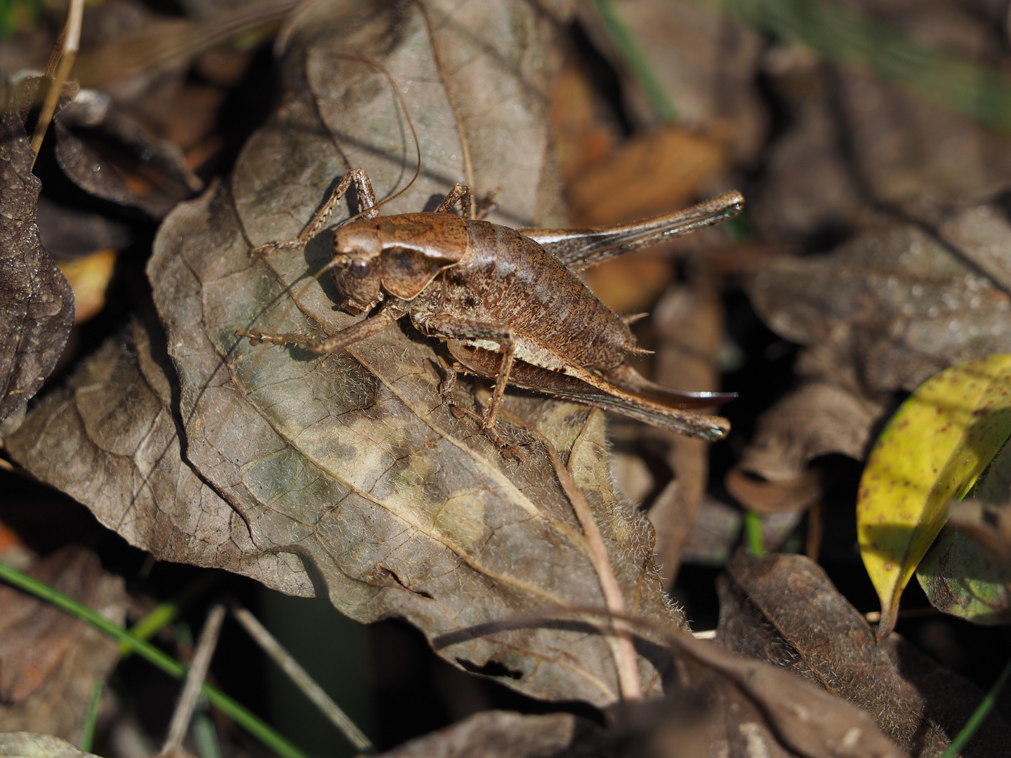 Pholidoptera griseoaptera