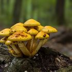 Pholiota adiposa