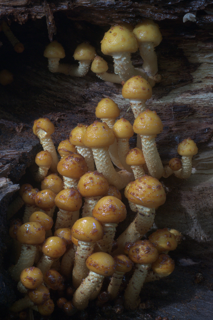 Pholiota aurivella