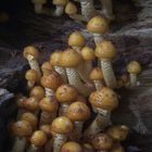 Pholiota aurivella