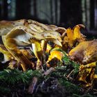 Pholiota aurivella