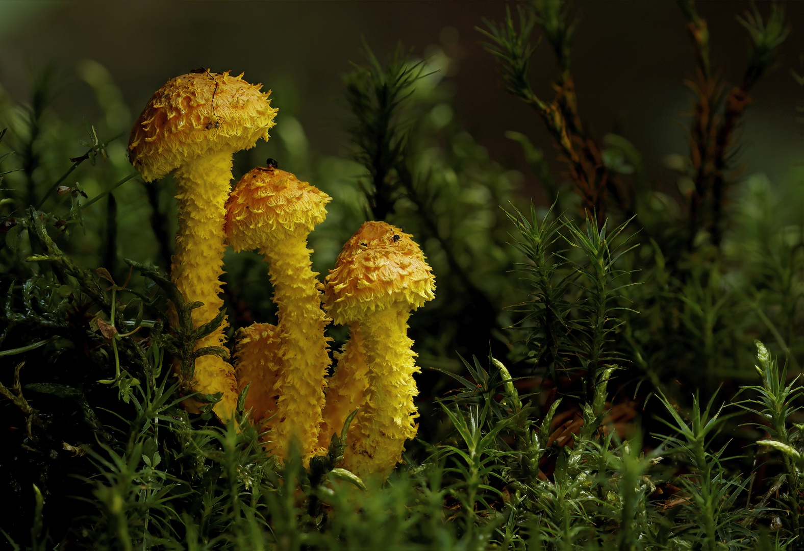 Pholiota flammans